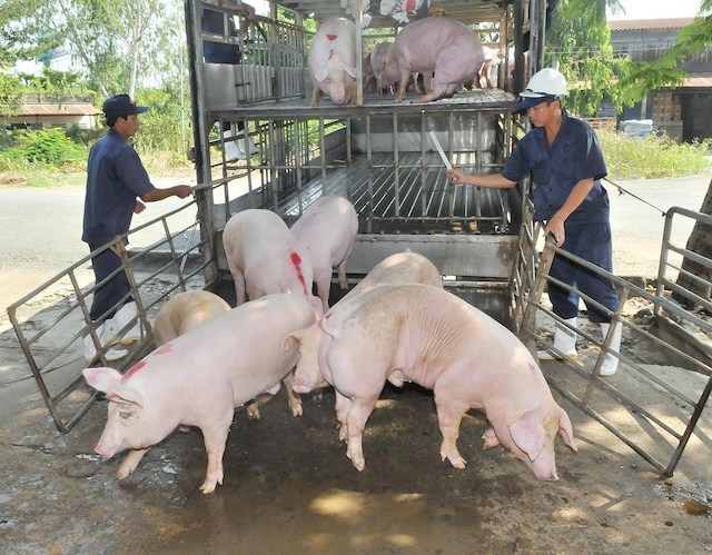 Hưng Yên: Tùy tiện tái đàn, lợn bị dịch tả châu Phi sẽ không được hỗ trợ - Ảnh 1