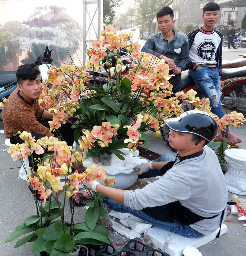Chợ hoa – sinh vật cảnh Vạn Phúc, nơi hội tụ những mặt hàng chơi Tết - Ảnh 8