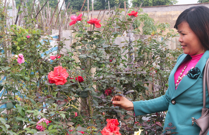 Người sở hữu trên 20.000 gốc hoa hồng quý hiếm tại Hà Nội - Ảnh 12