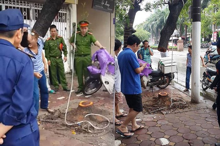 Hà Nội: Cây sưa đỏ bị kẻ gian cưa trộm trong đêm mưa - Ảnh 1