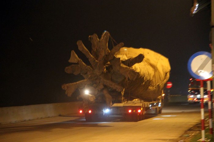 Thông tin mới nhất về vụ xe chở cây "khủng" lọt nhiều chốt ở các tỉnh - Ảnh 2
