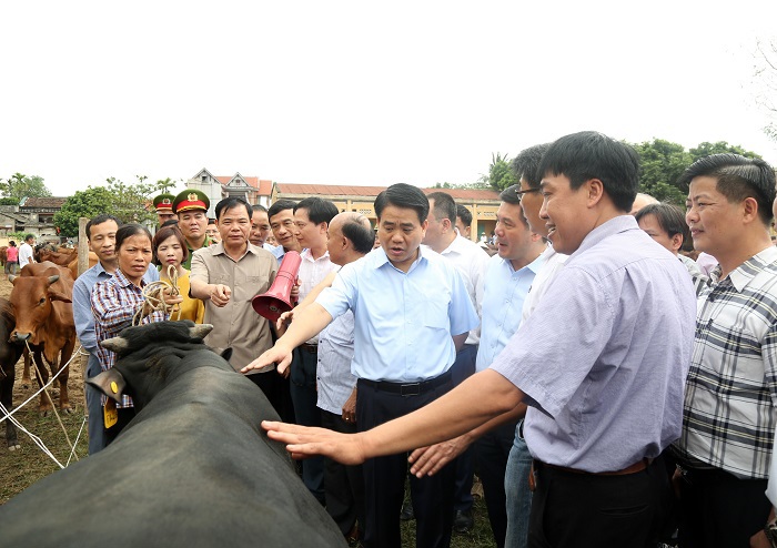 Chủ tịch Nguyễn Đức Chung: Đưa Hà Nội thành trung tâm phát triển, sản xuất thịt bò chất lượng cao - Ảnh 2