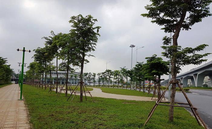 Hà Nội đã hoàn thành hơn 46% Chương trình 1 triệu cây xanh - Ảnh 2
