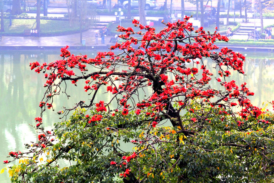 Vẻ đẹp Hồ Gươm những ngày hoa gạo nở - Ảnh 8