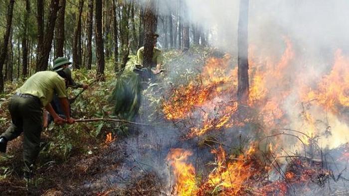 Tăng cường các biện pháp cấp bách phòng cháy, chữa cháy rừng - Ảnh 1