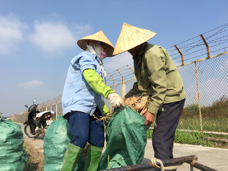 Hà Nội: Nông dân “đội nắng” xuống đồng đầu Xuân - Ảnh 9