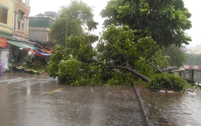 Hà Nội: Mưa sầm sập, gió quật mạnh, cây đổ, một số tuyến phố ngập sâu - Ảnh 3