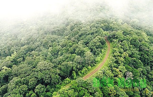 Thu dịch vụ môi trường rừng đạt 3.000 tỷ đồng - Ảnh 1