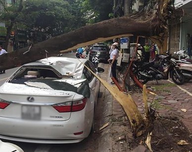 Hà Nội: Xe Lexus tiền tỉ bất ngờ bị cây đổ đè bẹp trên phố - Ảnh 2