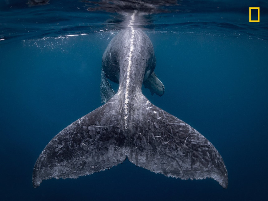 Ngắm “Nàng tiên cá” giúp nhiếp ảnh gia Nhật Bản giành được 10.000 USD - Ảnh 1