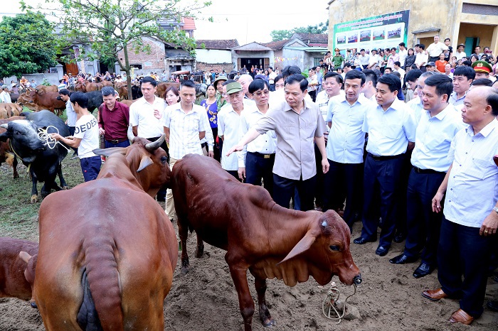 Chủ tịch Nguyễn Đức Chung: Đưa Hà Nội thành trung tâm phát triển, sản xuất thịt bò chất lượng cao - Ảnh 1