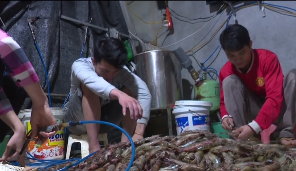 Hà Nội: Đột kích cơ sở kinh doanh thủy sản bơm tạp chất vào tôm - Ảnh 2