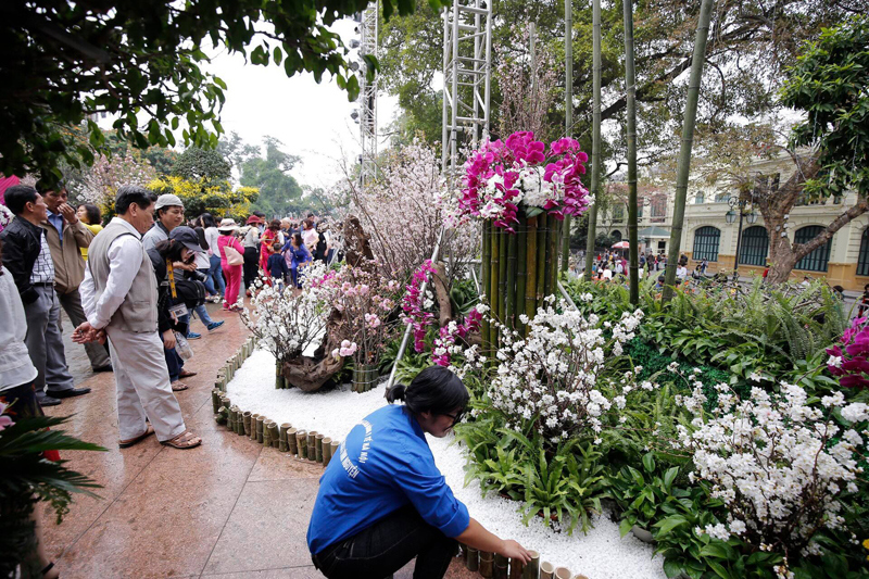Hình ảnh người dân đến vườn hoa Lý Thái Tổ chiêm ngưỡng hoa anh đào - Ảnh 16