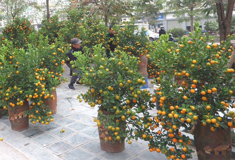 Nhiều khu vực trên địa bàn Hà Nội tổ chức Chợ hoa Xuân - Ảnh 9