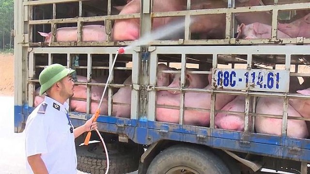 Xử lý nghiêm việc vận chuyển trái phép lợn ra, vào Việt Nam - Ảnh 1