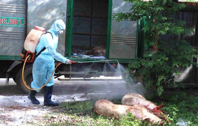 Hà Nội: 177 cơ sở chăn nuôi lớn có lợn bị tiêu hủy do dịch tả châu Phi - Ảnh 1
