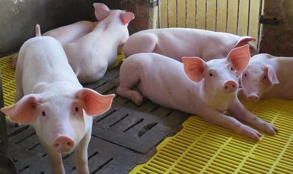 Giá lợn hơi vẫn ở mức cao: Chớ làm ăn chộp giật - Ảnh 1