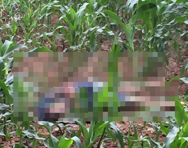 Hà Nội: Nhóm thanh niên ẩu đả trong ruộng ngô, 1 người tử vong - Ảnh 1