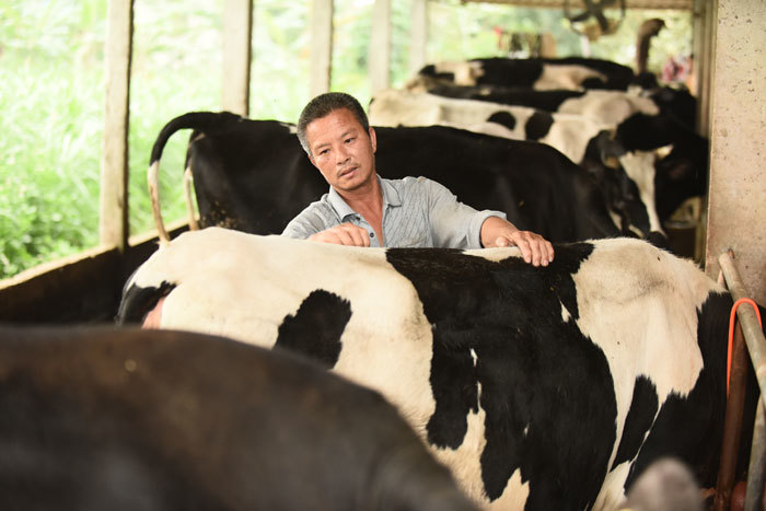 Có thực sự tồn tại sữa tươi “Tiêu chuẩn Hà Lan" tại Việt Nam? - Ảnh 3