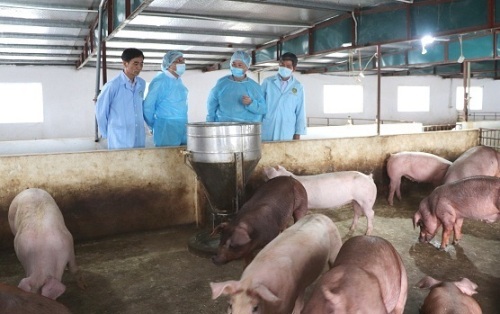 Chính sách hỗ trợ phòng, chống bệnh dịch tả lợn Châu Phi - Ảnh 1