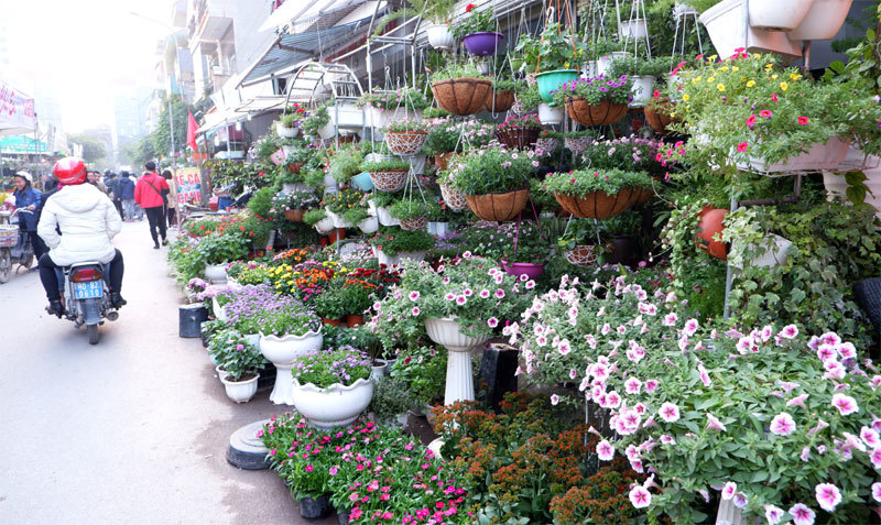 Chợ hoa – sinh vật cảnh Vạn Phúc, nơi hội tụ những mặt hàng chơi Tết - Ảnh 5