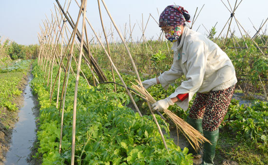 Chủ tịch Hội Nông dân xã Thanh Xuân (huyện Sóc Sơn): Diện mạo nông thôn thay đổi từng ngày - Ảnh 2