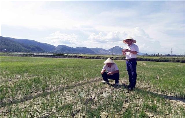 4 tỉnh Nam Trung Bộ có nguy cơ thiếu nước trầm trọng - Ảnh 1