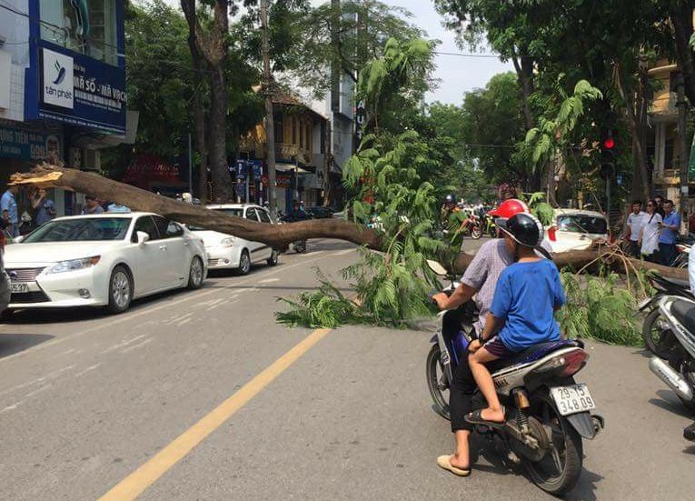 Hà Nội: Xe Lexus tiền tỉ bất ngờ bị cây đổ đè bẹp trên phố - Ảnh 1