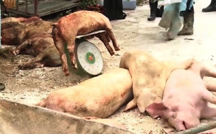 Dịch tả lợn châu Phi đang áp sát, TP Hồ Chí Minh cấp tập đối phó - Ảnh 1