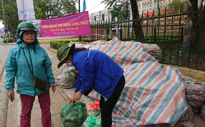 Thanh niên tình nguyện Thủ đô giải cứu khoai lang cho đồng bào Gia Lai - Ảnh 4