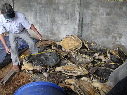 4 năm 6 tháng tù cho đối tượng buôn bán trái phép 10 tấn rùa biển - Ảnh 1