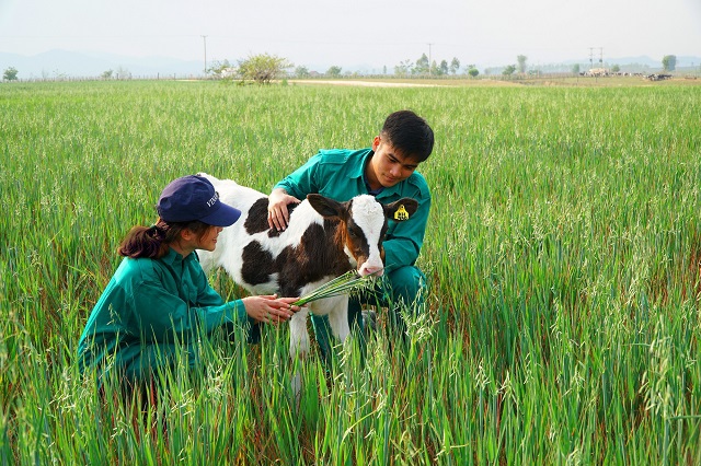 Khởi công xây dựng tổ hợp "Resort" bò sữa Organic quy mô 5.000ha tại Lào - Ảnh 7