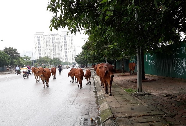 [Điểm nóng giao thông] Mất an toàn giao thông do... đàn bò - Ảnh 1
