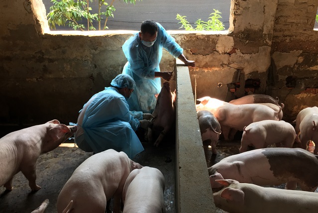 Hà Nội: Không tái đàn tại các cơ sở chăn nuôi đã bị bệnh dịch tả lợn châu Phi - Ảnh 1