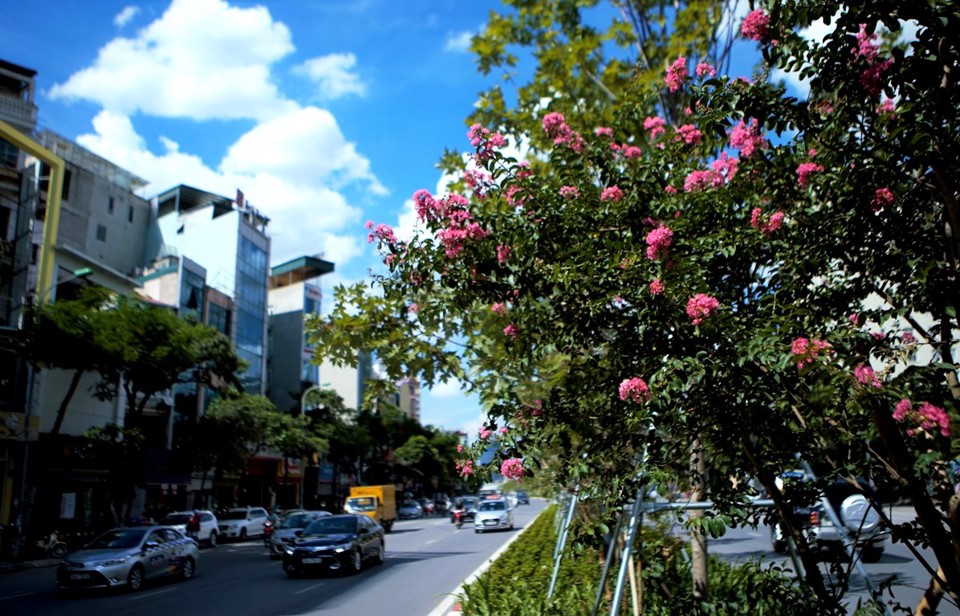 Chiêm ngưỡng hàng tường vi hồng lãng mạn bên tán phong xanh trên phố Hà Nội - Ảnh 3