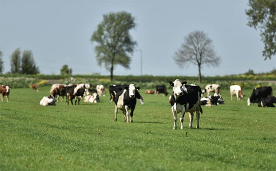 Khám phá 5 đặc quyền chỉ dành cho tín đồ của sữa organic chuẩn Hà Lan - Ảnh 2