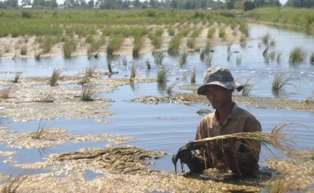 Xâm nhập mặn sẽ ảnh hưởng đến 100.000ha lúa vụ Đông Xuân 2019 - 2020 - Ảnh 1