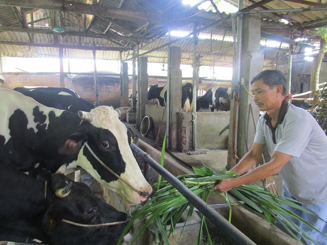 Gỡ khó cho chăn nuôi bò sữa ở Minh Châu - Ảnh 1