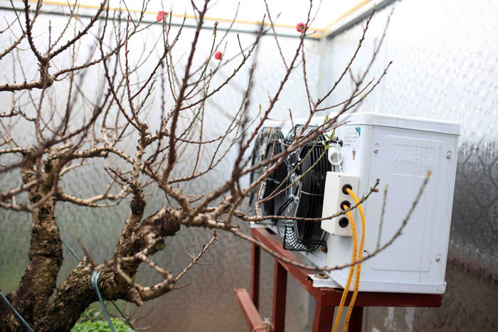 Thời tiết thất thường, người trồng đào Nhật Tân tìm đủ cách bảo vệ cây - Ảnh 7