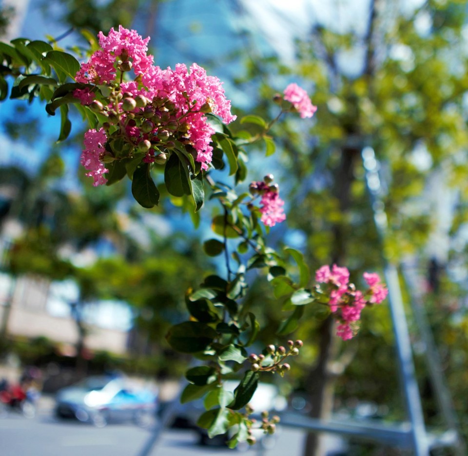 Chiêm ngưỡng hàng tường vi hồng lãng mạn bên tán phong xanh trên phố Hà Nội - Ảnh 8