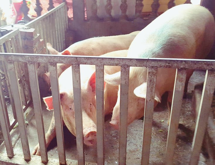 Chuyện chưa từng kể về những “ông lợn”… nằm kiệu ở La Phù - Ảnh 3
