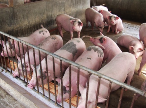 Hà Nội: Thực hiện các giải pháp cấp bách phòng, chống dịch tả lợn châu Phi - Ảnh 1