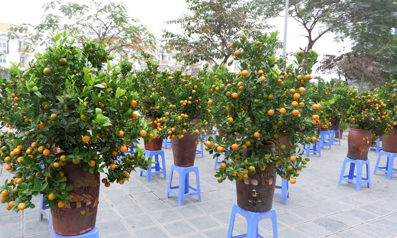 Nhiều khu vực trên địa bàn Hà Nội tổ chức Chợ hoa Xuân - Ảnh 10
