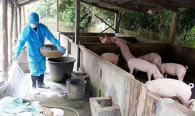 19% tổng đàn lợn của Hà Nội bị tiêu hủy vì dịch tả lợn châu Phi - Ảnh 1