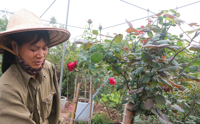 Người sở hữu trên 20.000 gốc hoa hồng quý hiếm tại Hà Nội - Ảnh 5