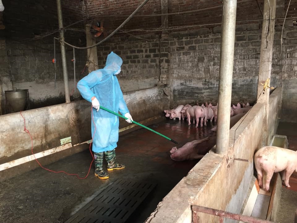 Đảm bảo tính nhân đạo trong tiêu hủy lợn mắc dịch tả châu Phi - Ảnh 2