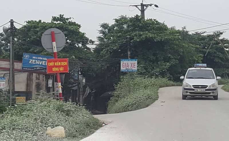 Hà Nội: Kinh hãi lợn chết vứt chỏng chơ trên đường ở Thanh Oai - Ảnh 4