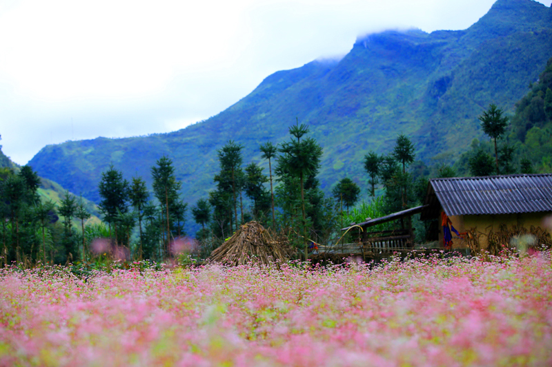 Hà Giang rực rỡ mùa hoa tam giác mạch - Ảnh 12