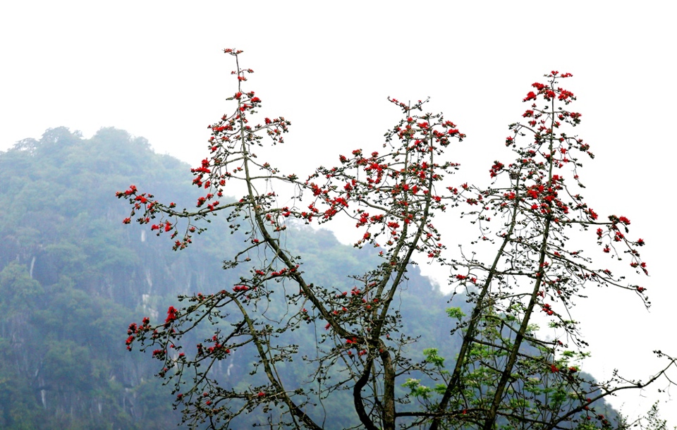 [Ảnh] Hoa gạo “thắp lửa” khắp núi rừng Hương Sơn - Ảnh 6