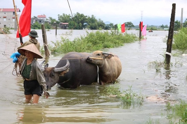 Hà Nội: Hàng trăm hộ dân ở ngoại thành phải di dời do ngập úng - Ảnh 2